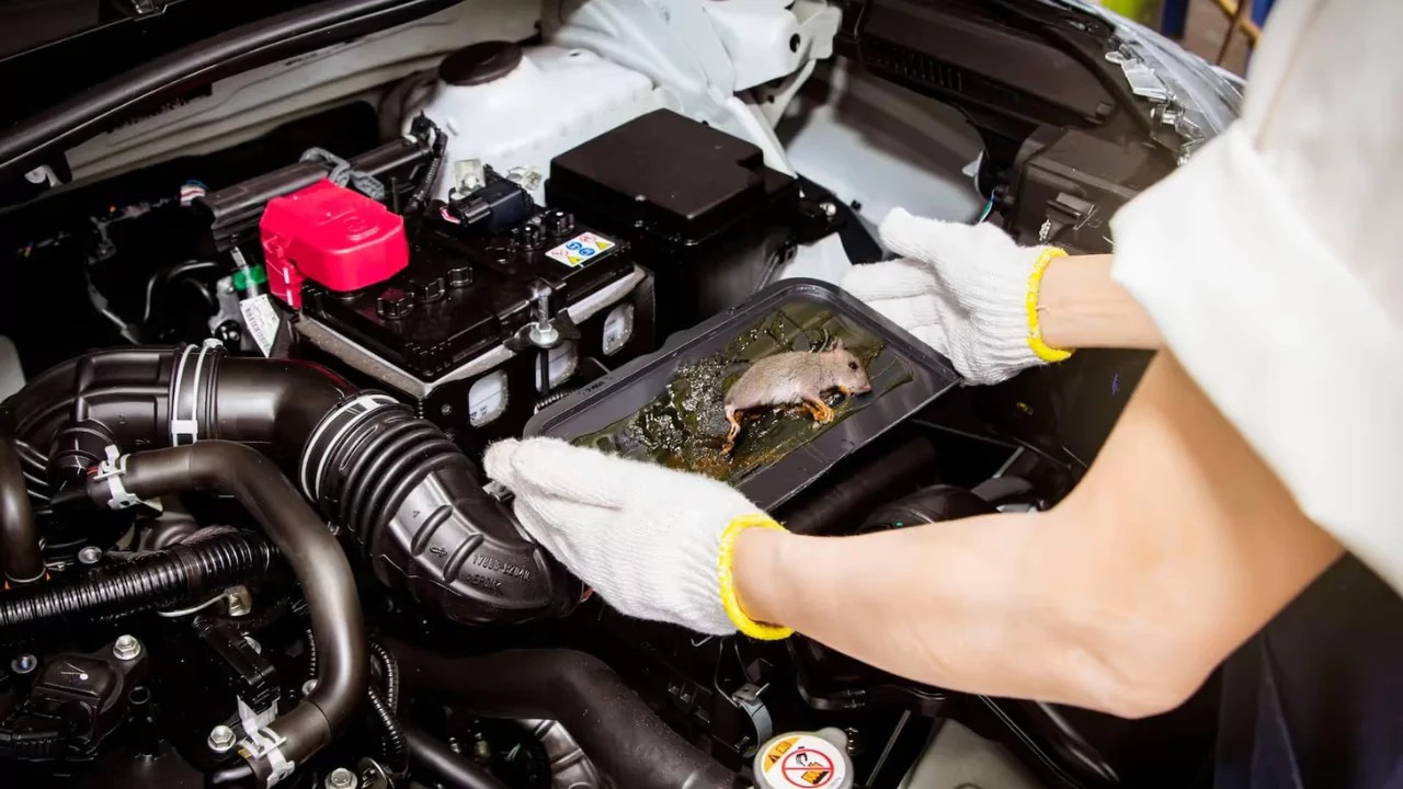 10 Ways To Keep Mice And Rats Out Of Your Car